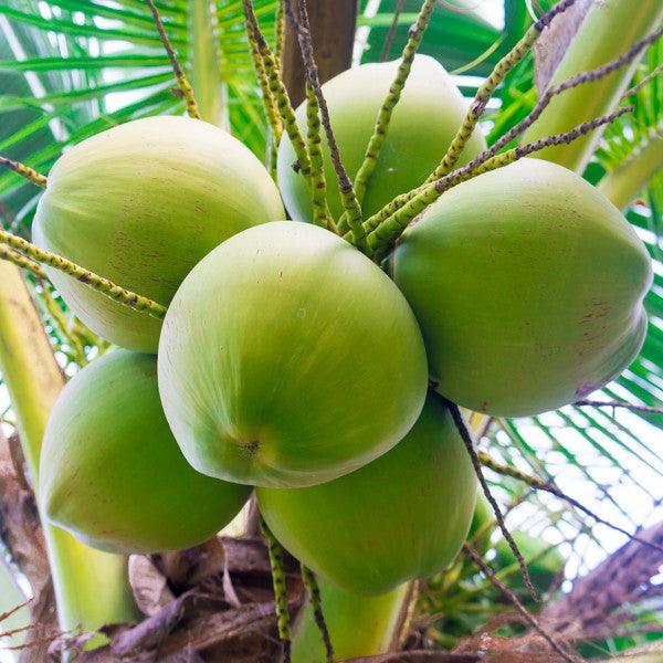 5 good reasons to drink coconut water - CoAqua