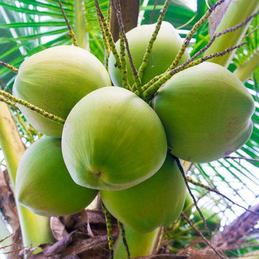 5 good reasons to drink coconut water
